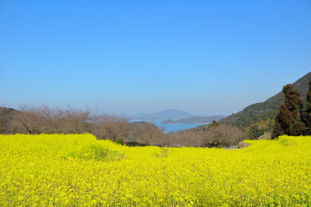 加茂ゆらりんこ橋の画像 - 5枚目