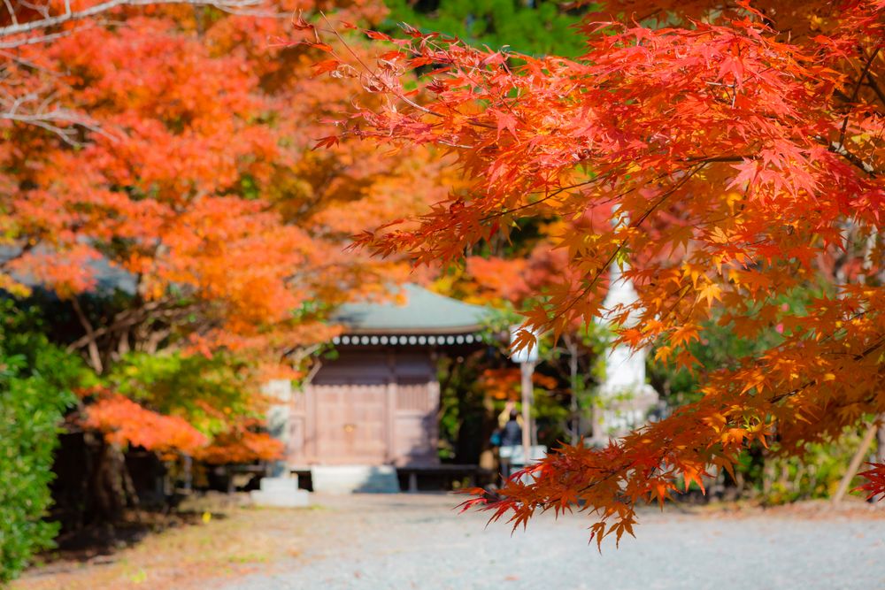 鎮国寺の画像 - 5枚目
