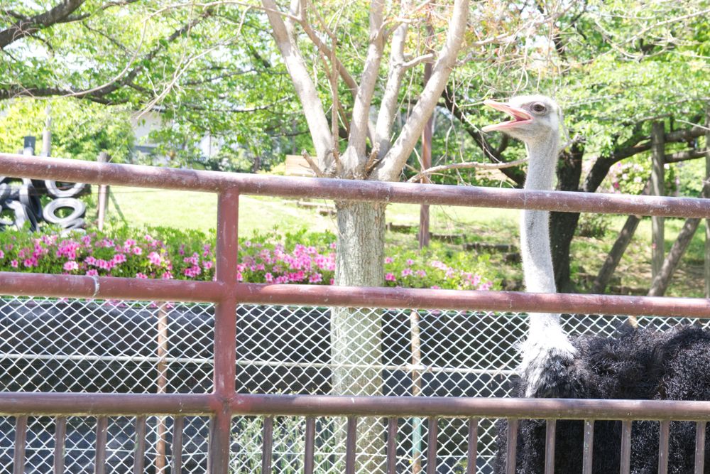 久留米市鳥類センターの画像 - 3枚目