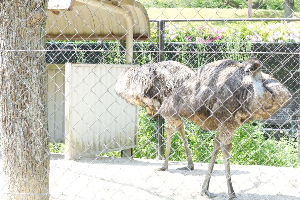 久留米市鳥類センターの画像 - 4枚目