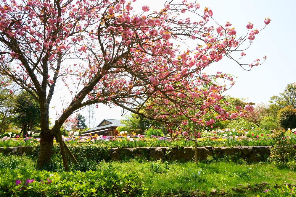 福智山ろく花公園の画像 - 3枚目