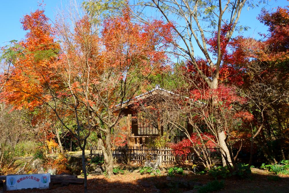 福智山ろく花公園の画像 - 5枚目