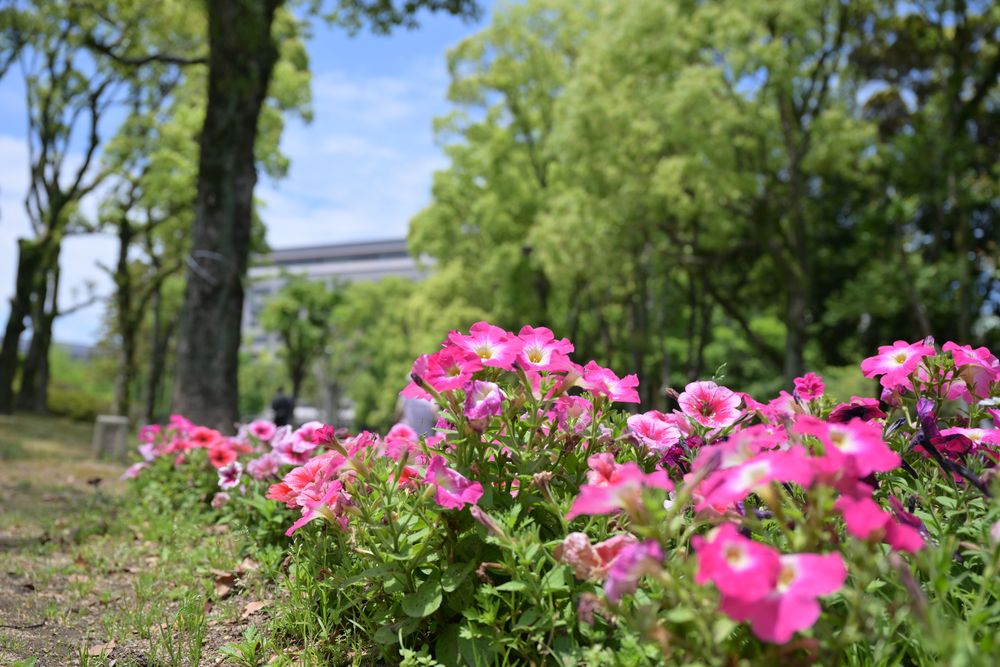東公園の画像 - 3枚目