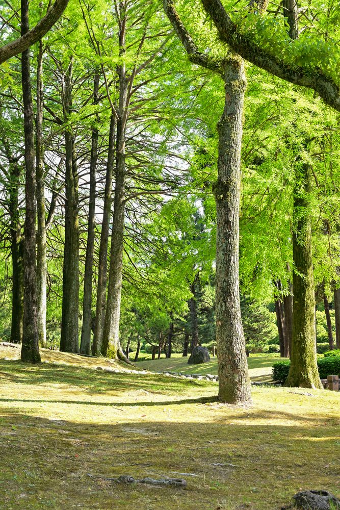 東公園の画像 - 5枚目