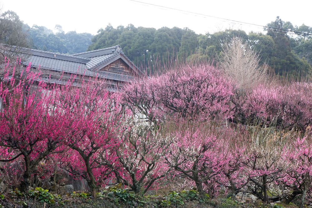 宇今山 寶成院 普光寺の画像 - 2枚目