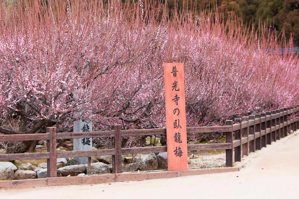 宇今山 寶成院 普光寺の画像 - 3枚目