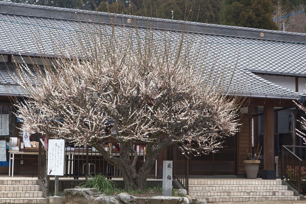 宇今山 寶成院 普光寺の画像 - 4枚目