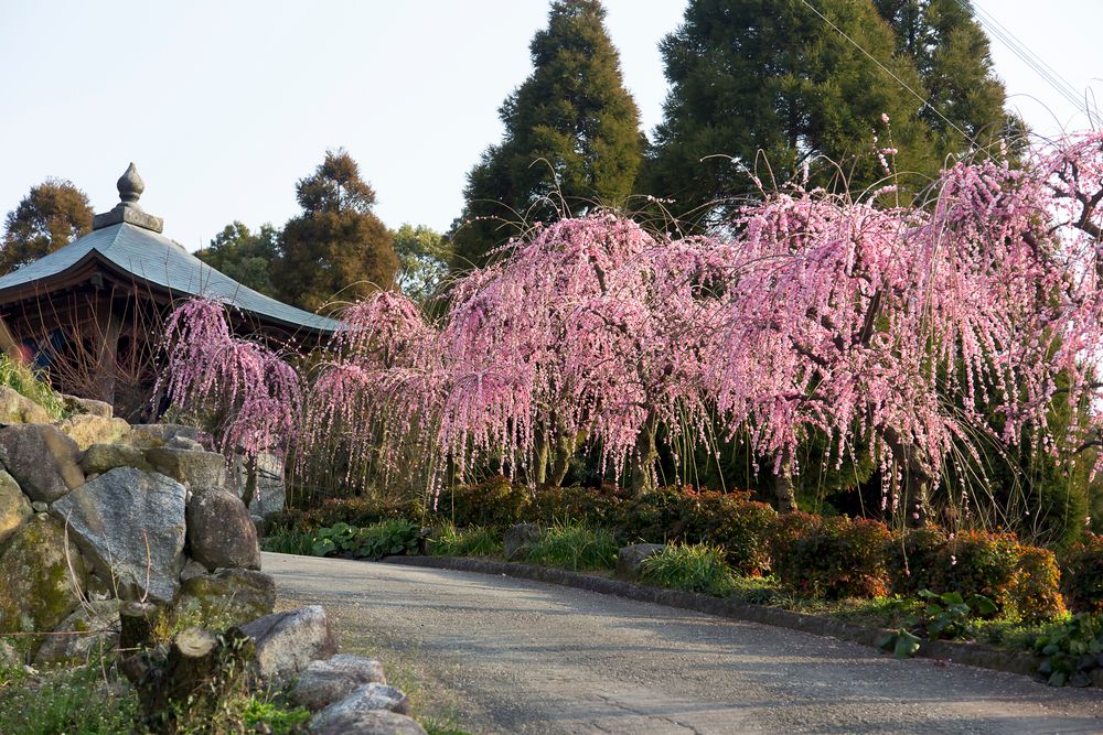 宇今山 寶成院 普光寺の画像 - 5枚目