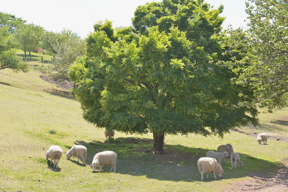 伊香保グリーン牧場