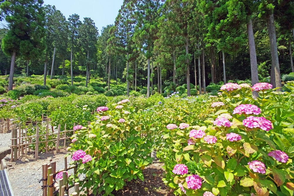 千光寺の画像 - 4枚目