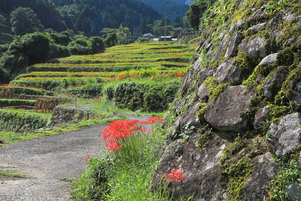 つづら棚田の画像 - 4枚目