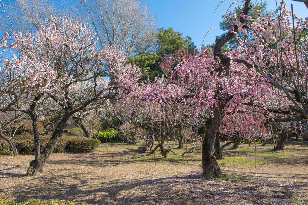 梅林寺の画像 - 2枚目
