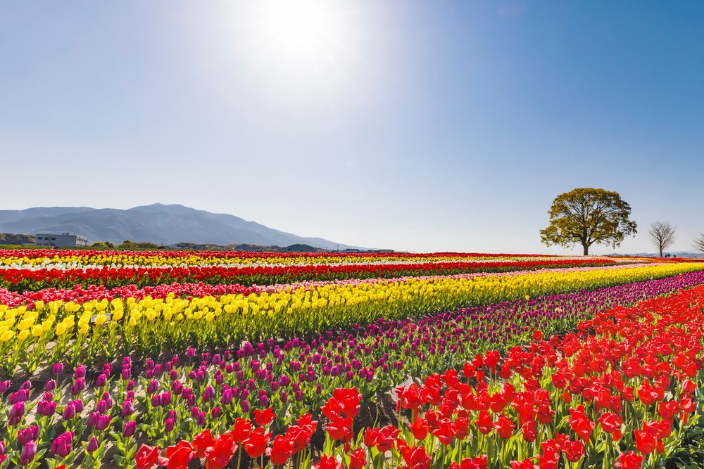 直方リバーサイドパークの画像 - 2枚目