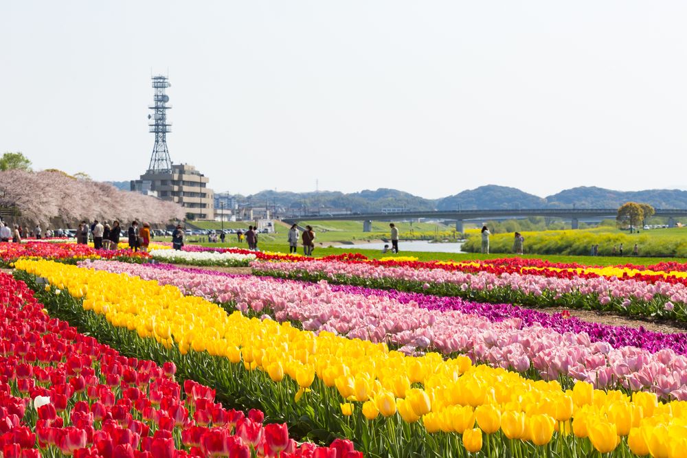 直方リバーサイドパークの画像 - 3枚目