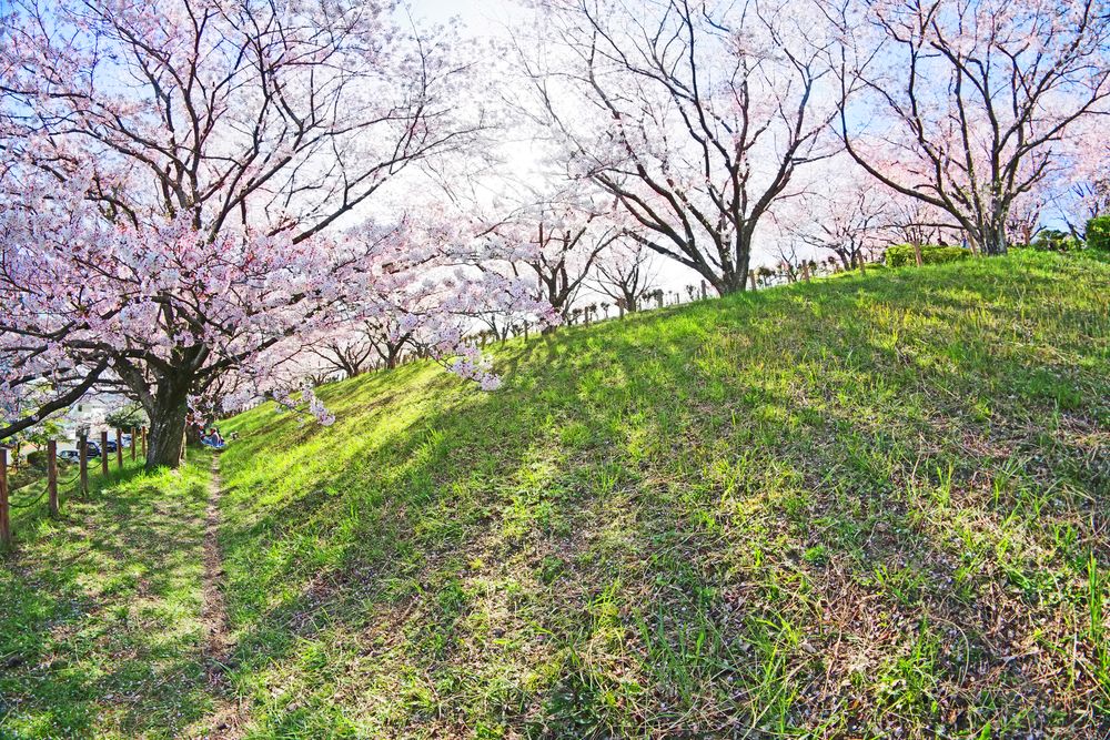 向山公園の画像 - 4枚目