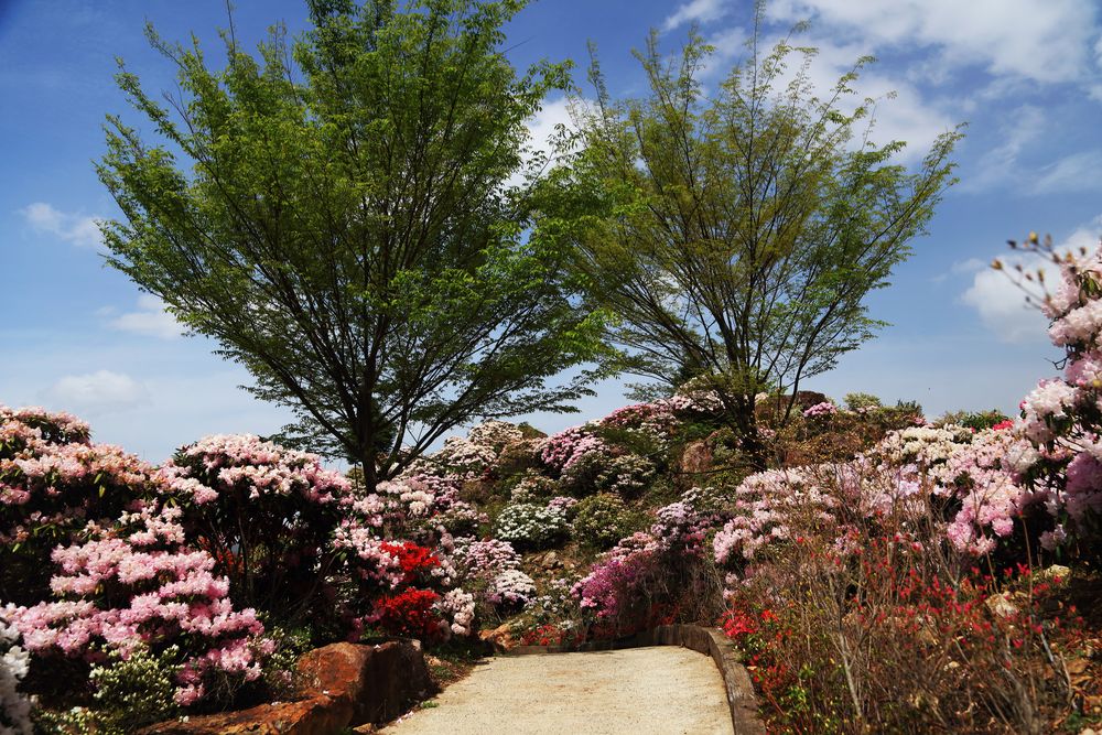 星の花公園の画像 - 2枚目