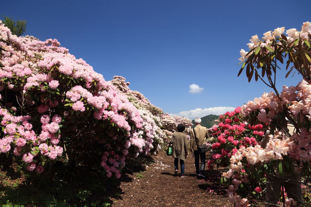 星の花公園の画像 - 3枚目