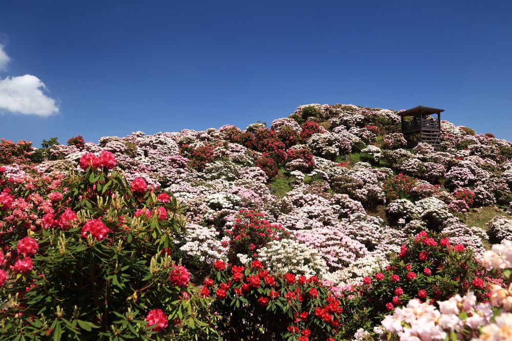 星の花公園の画像 - 4枚目