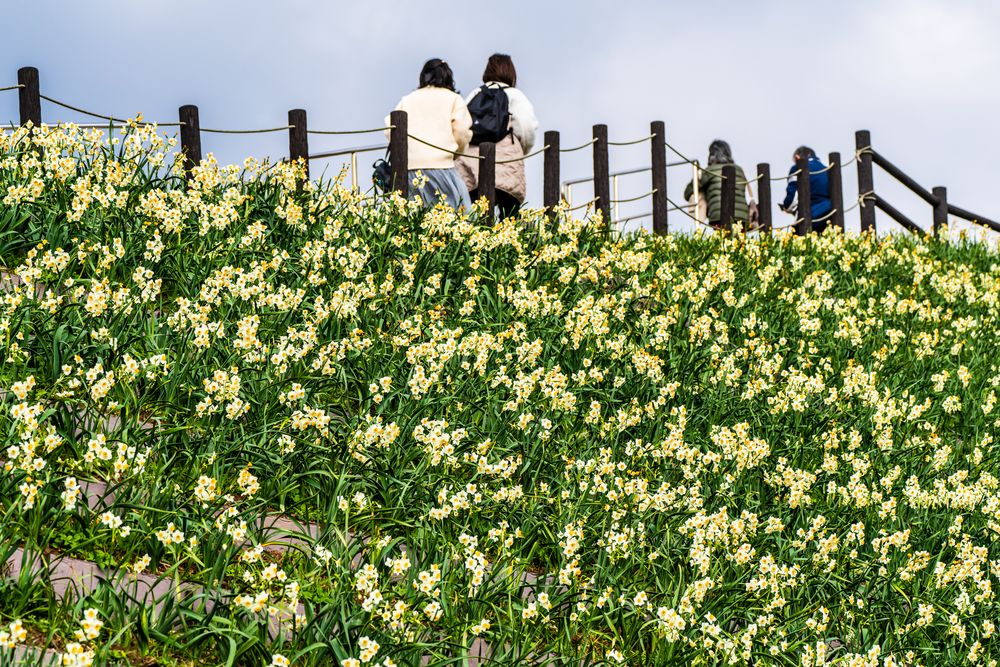長崎のもざき恐竜パーク 水仙の丘】の周辺スポット・アクセス・口コミ