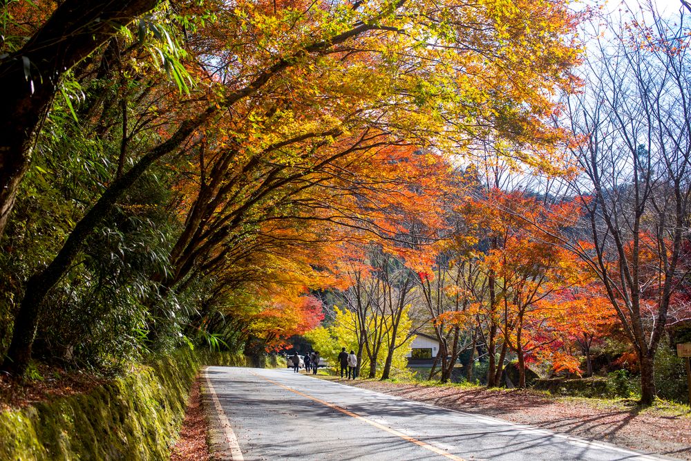 深耶馬渓】の周辺スポット・アクセス・口コミ - Prism Japan