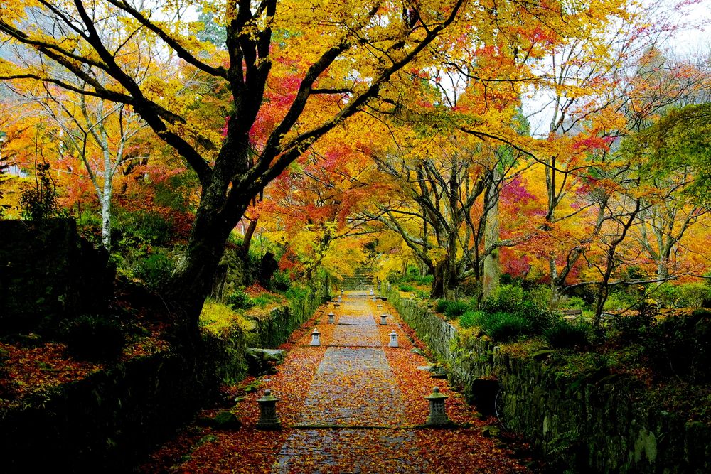 両子寺の画像 - 2枚目