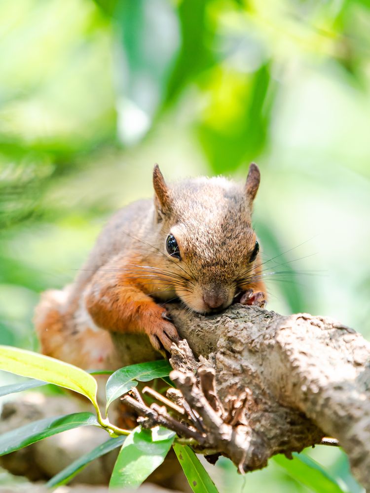 井の頭自然文化園の画像 - 2枚目