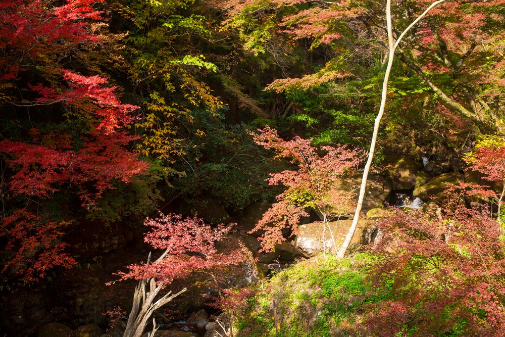 神角寺渓谷の画像 - 2枚目