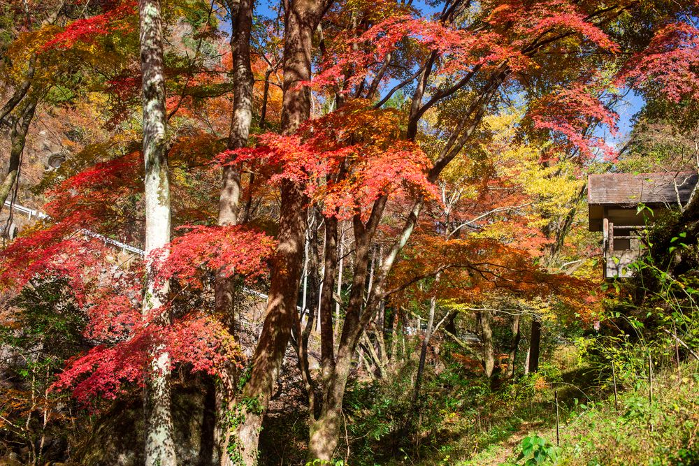 神角寺渓谷の画像 - 3枚目