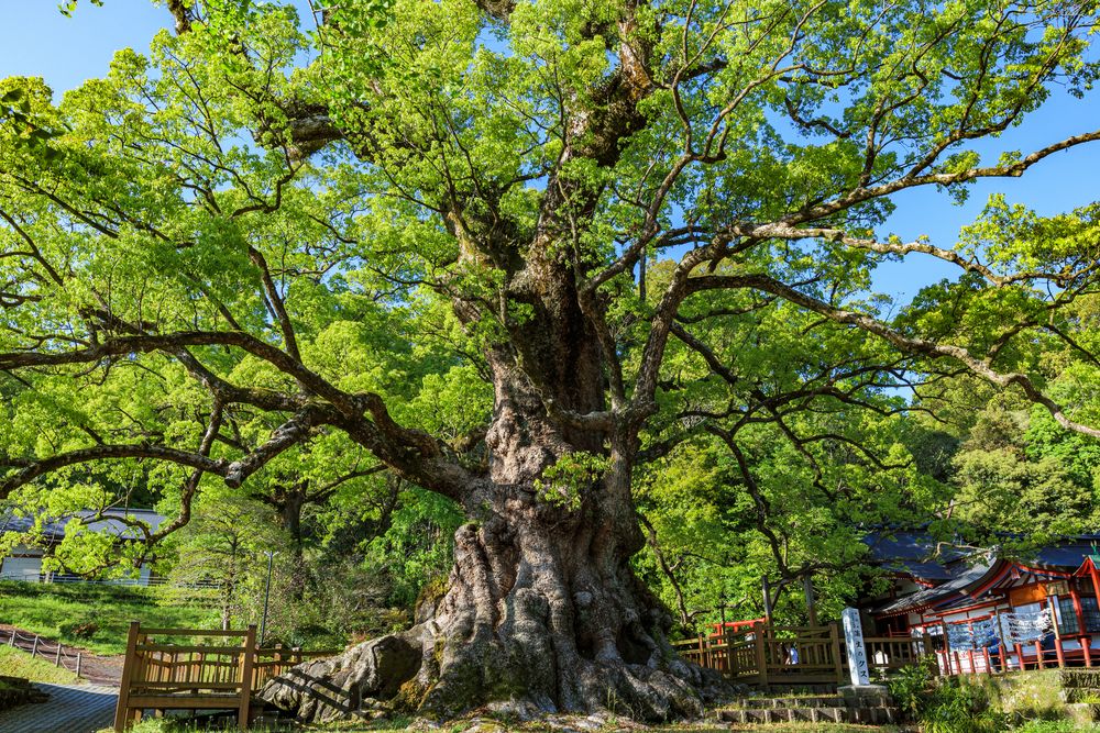 蒲生八幡神社の画像 - 5枚目