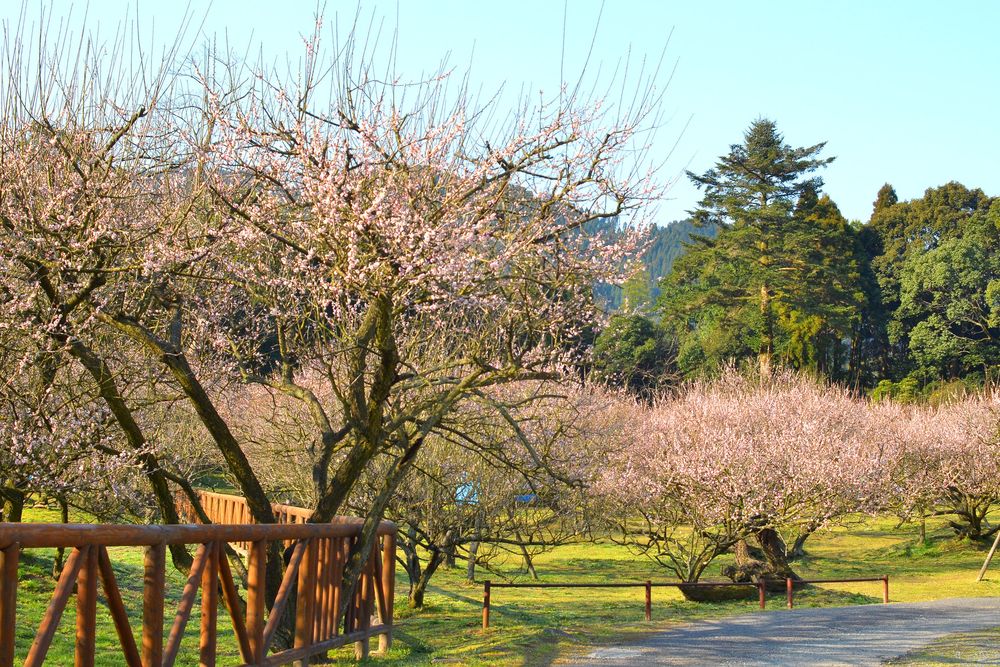 藤川天神 (菅原神社)の画像 - 2枚目