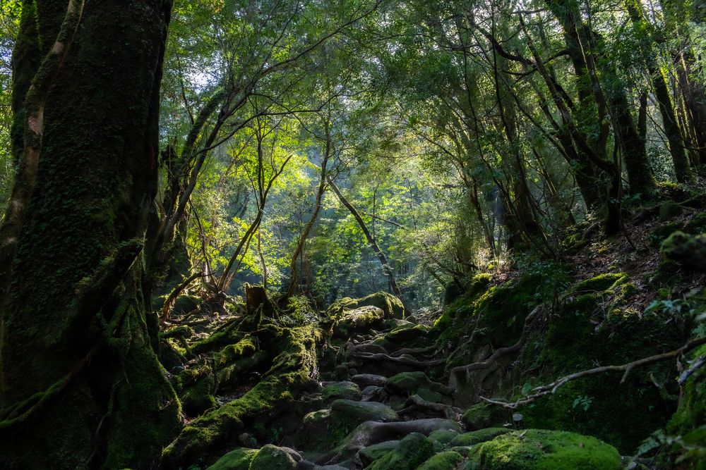 屋久杉】の周辺スポット・アクセス・口コミ - Prism Japan