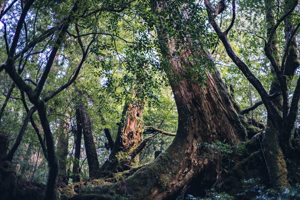 屋久杉】の周辺スポット・アクセス・口コミ - Prism Japan