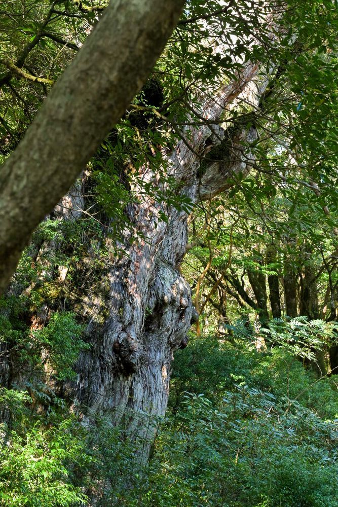 屋久杉】の周辺スポット・アクセス・口コミ - Prism Japan