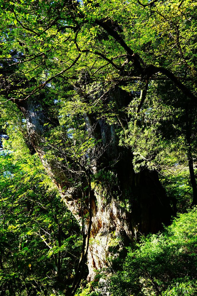 屋久杉置物、縄文杉の近く 屋久杉置物、縄文杉の近く