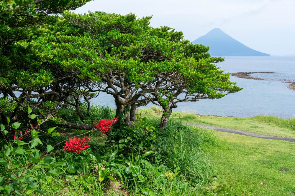 番所鼻自然公園（bandpark）の画像 - 5枚目