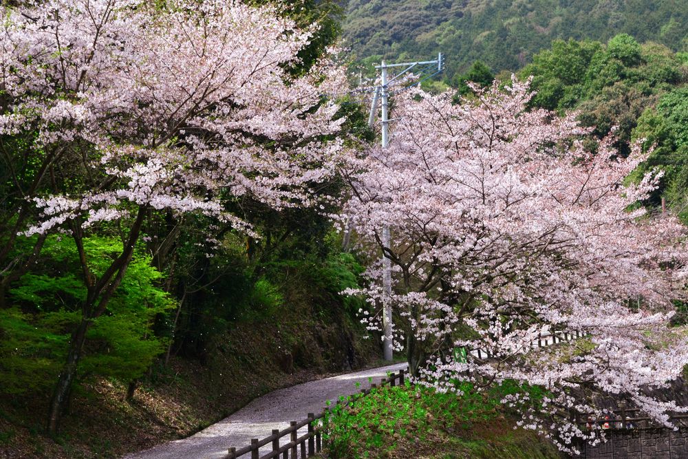 仁比山公園の画像 - 2枚目