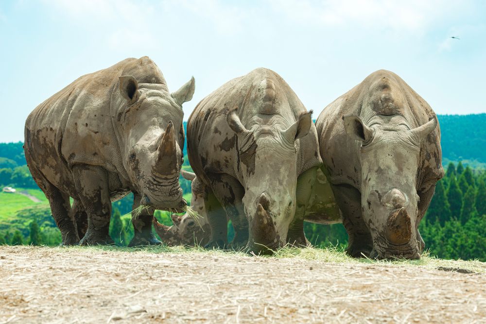 九州自然動物公園アフリカンサファリの画像 - 3枚目