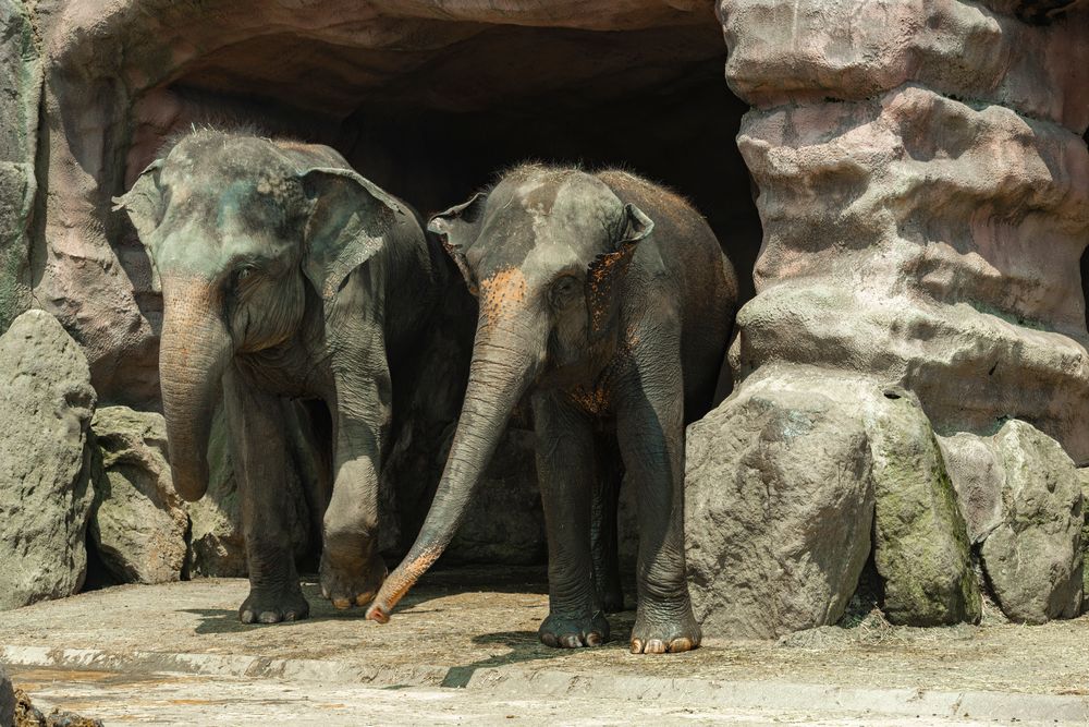 九州自然動物公園アフリカンサファリの画像 - 4枚目