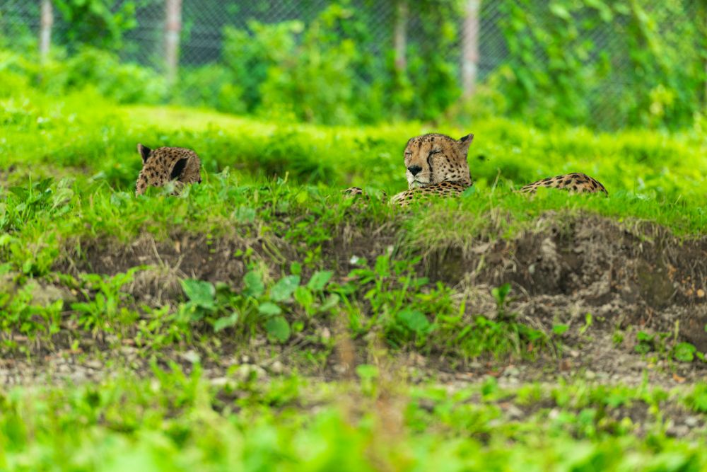 九州自然動物公園アフリカンサファリの画像 - 5枚目