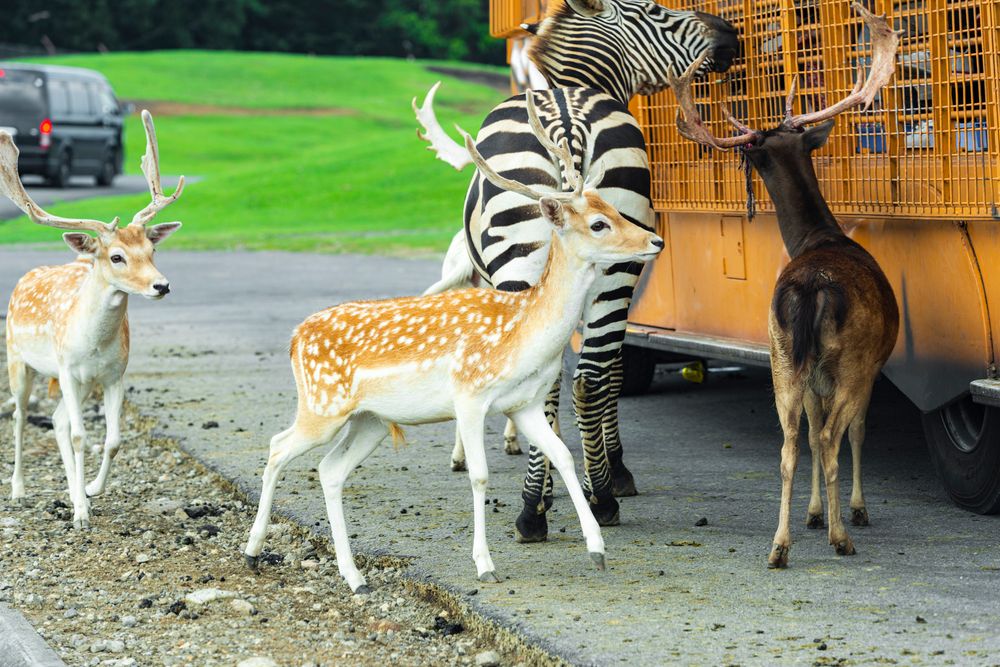 九州自然動物公園アフリカンサファリの画像 - 7枚目