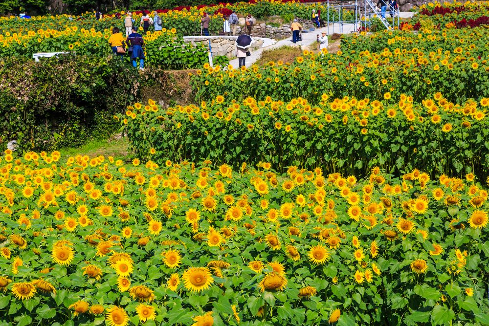 山田ひまわり園の画像 - 2枚目