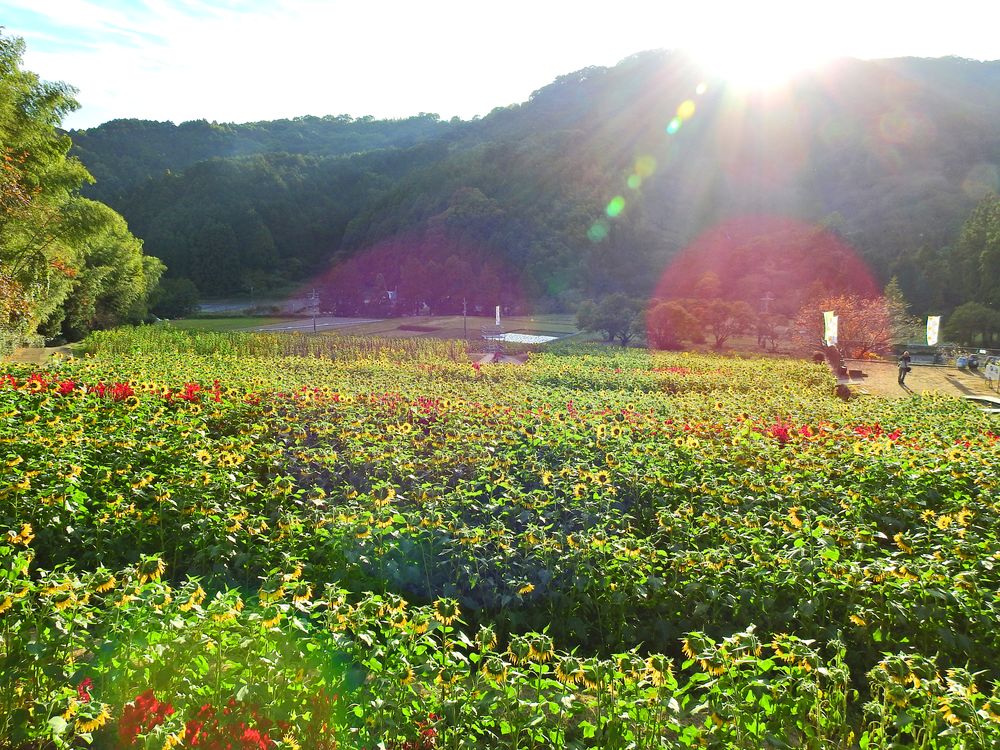 山田ひまわり園の画像 - 3枚目
