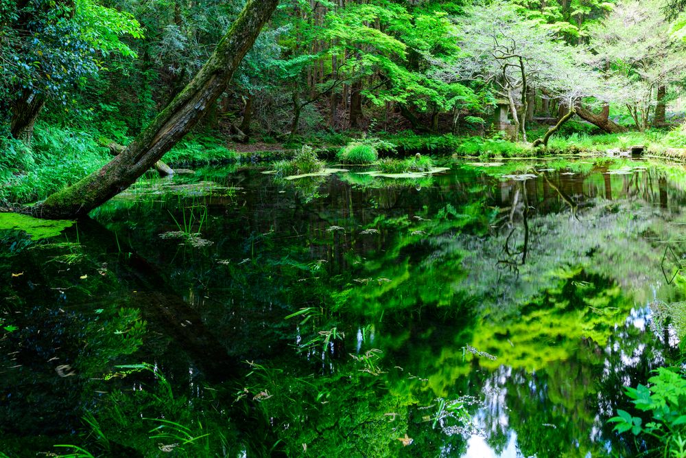 山吹水源の画像 - 5枚目