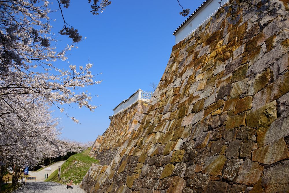 富岡城跡の画像 - 2枚目