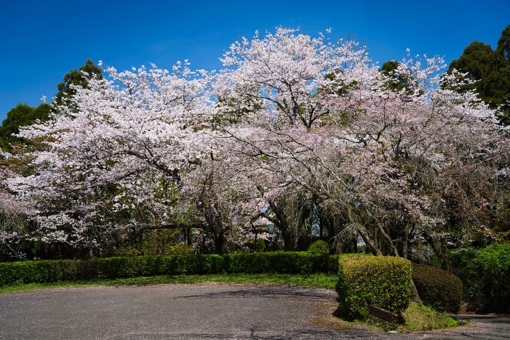 母智丘神社の画像 - 2枚目