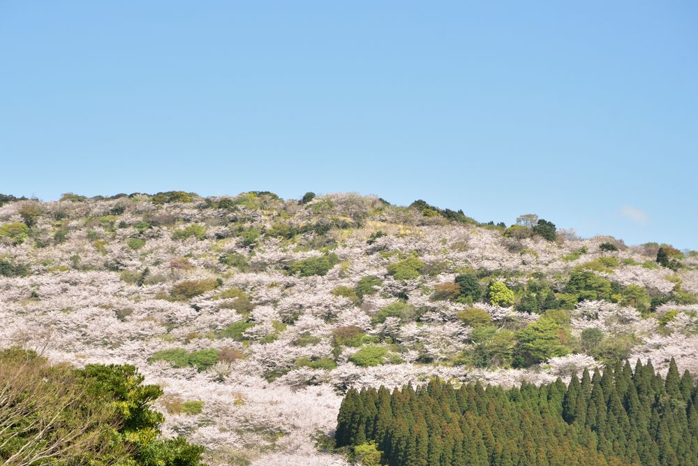 花立公園】の周辺スポット・アクセス・口コミ - Prism Japan