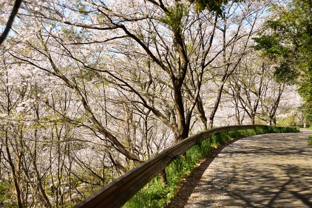 花立公園の画像 - 2枚目
