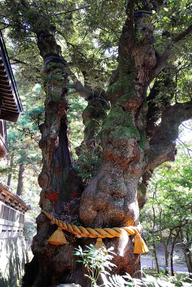 狭野神社の画像 - 3枚目
