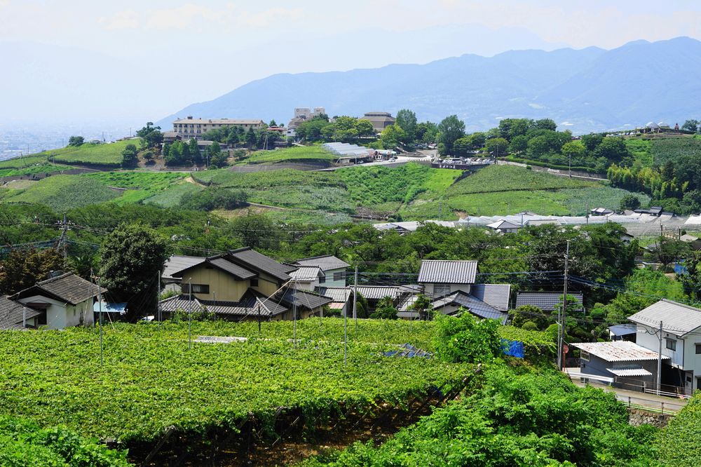 甲州市勝沼 ぶどうの丘