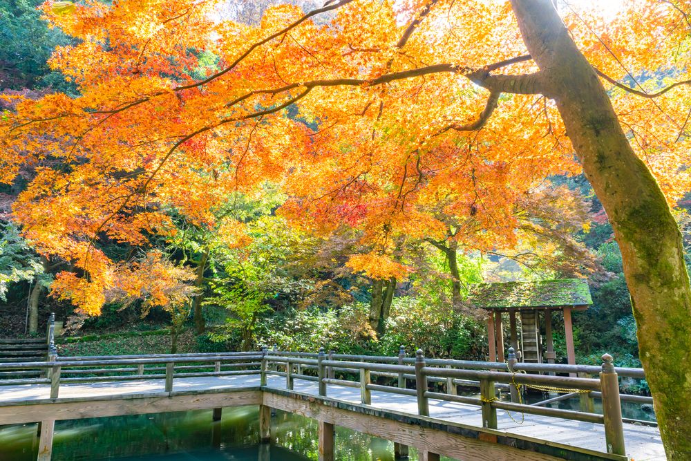加茂山公園の画像 - 4枚目